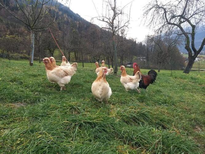 Holiday On An Organic Farm In Hart Im Zillertal Exterior foto
